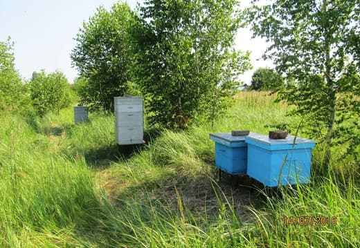 Ульи Дадана на пасеке различных производителей. Пасека Лёвочкин В. Рязанская обл