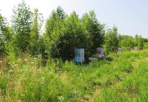 Ульи Дадана двухкорпусные Пасека Лёвочкин В. 