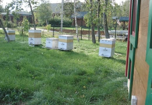 Ульи Дадана на пасеке
