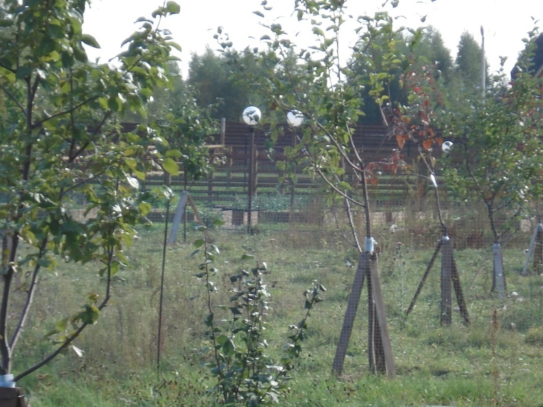 Пасека Цивес А.В Конаково Тверь015.jpg