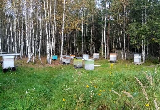 Ульи 12 рамочные Дадан в лесу. Пасека Дениса Любинского д.Сени 