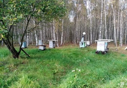 Ульи 12 рамочные Дадан на пасеке в августе. Пасека Дениса Любинского д.Сени