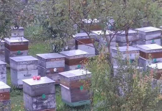 Первые заморозки на пасеке начало октября. Своя пасека 2023